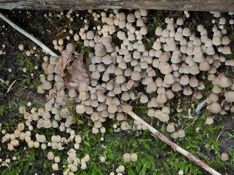 Coprinellus disseminatus